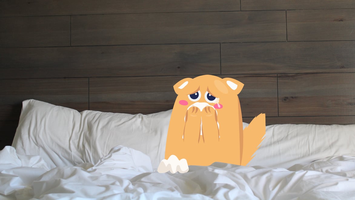 Cat Seasonal Allergies Symptoms and Treatments BetterVet