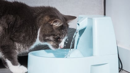 Dehydration in Cats: Symptoms, Causes, & Treatment