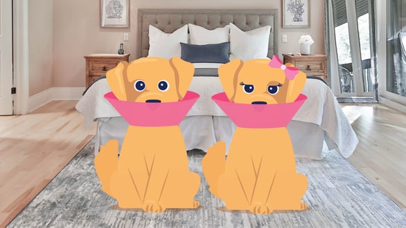 Neutering a Cat Everything You Need to Know BetterVet