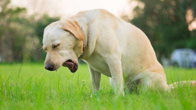 Why Is My Dog Coughing? 7 Possible Reasons