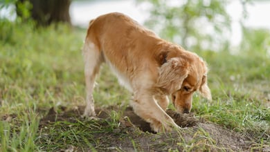 How to Stop a Dog From Digging: 4 Tips & Tricks