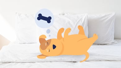 What Do Dogs Dream About?