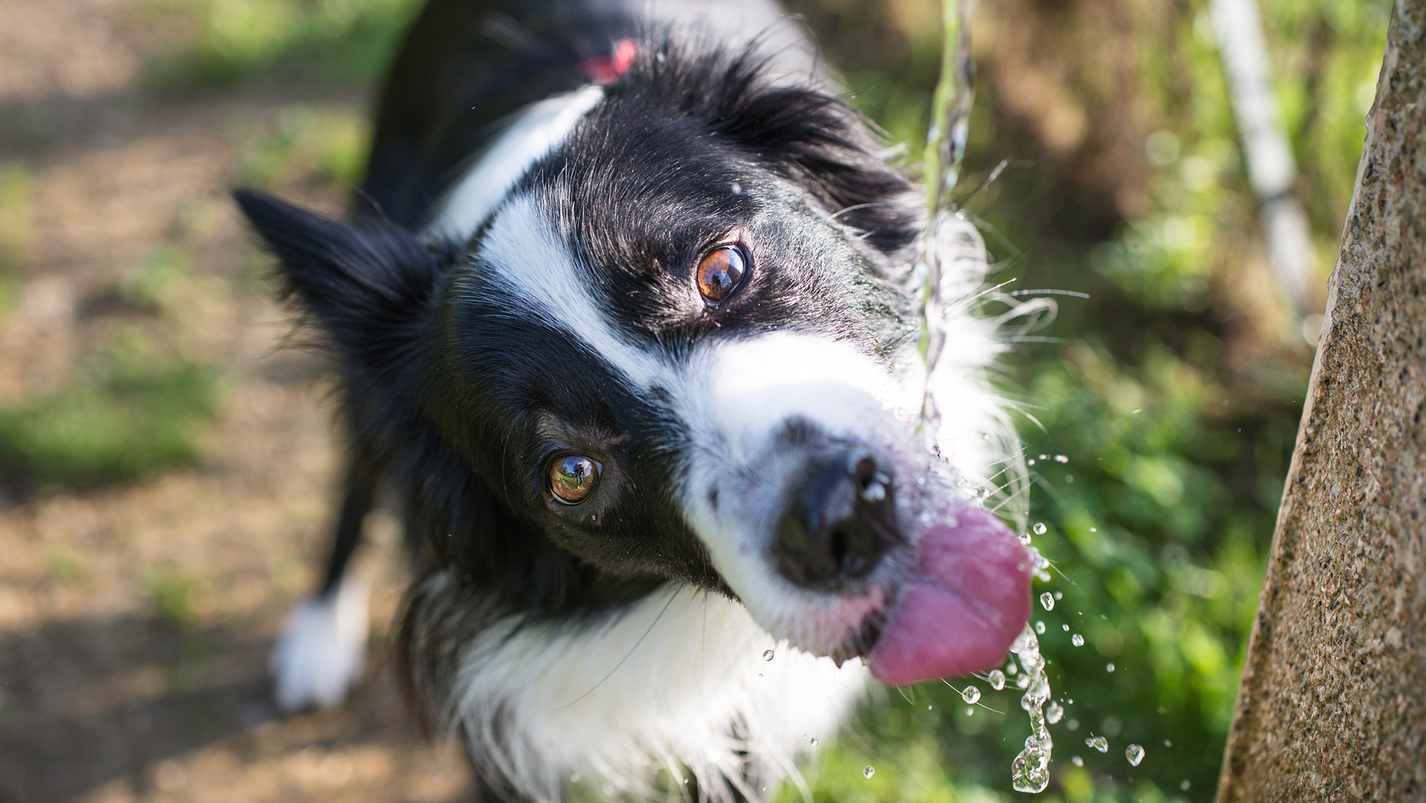 Dog hot sale over drinking