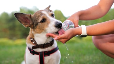 Summer Pet Safety Tips From a Veterinarian