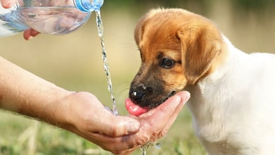 How to Hydrate a Dog: 6 Vet-Approved Steps