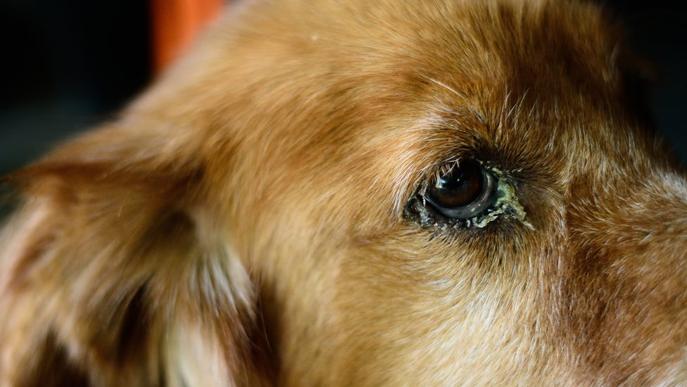 Dog Eye Discharge: Types, Causes, Treatments | BetterVet