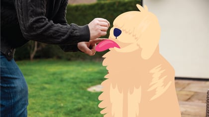 Why Do Dogs Lick You? 5 Common Reasons