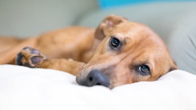 Dog Diarrhea: Causes, Symptoms, & Treatment