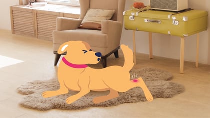Mast Cell Tumors in Dogs: Symptoms & Treatments