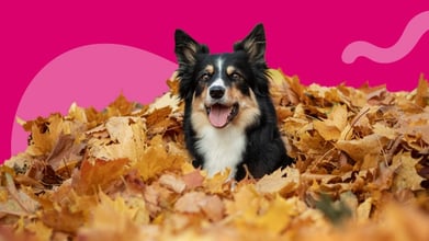 Dog Safety Tips for the Fall