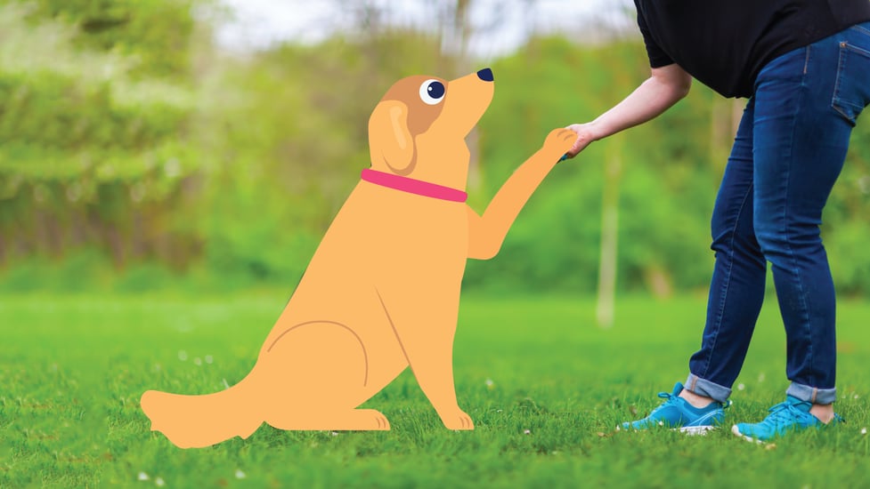 How Much Benadryl Can I Give My Dog? BetterVet