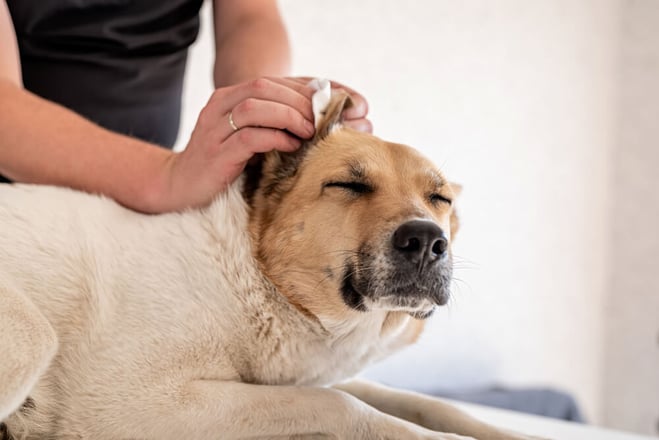 Dog Ear Infection vs Ear Mites What's the Difference? BetterVet