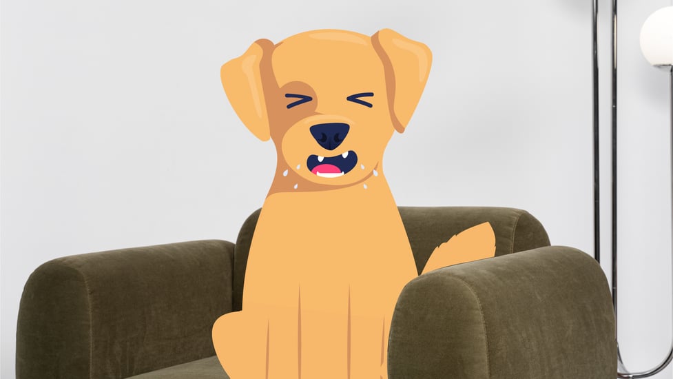 Dog Eye Discharge Types, Causes, Treatments BetterVet