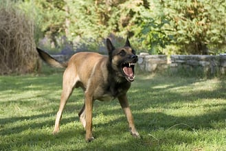 Aggression in Dogs: Causes & Solutions