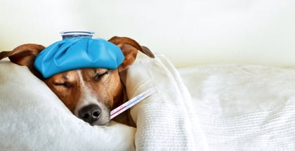 Can Dogs Get Colds? A Vet Answers