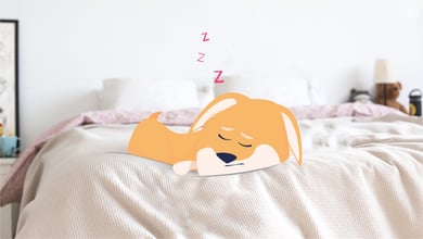 Why Do Dogs Sleep So Much? A Vet's Answer