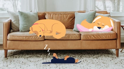 10 Dog Sleeping Positions & What They Mean
