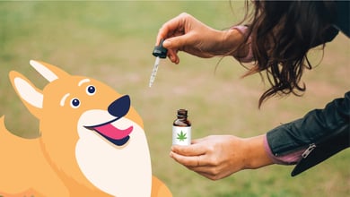 Pros and Cons of CBD for Pets