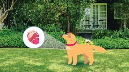 Heartworm Prevention for Dogs: What You Need to Know