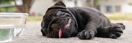 Heatstroke in Dogs: Symptoms, Causes, & Treatment