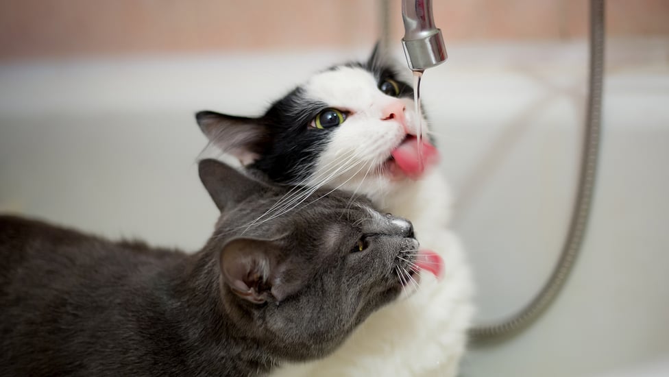 hyperthyroidism-in-cats-symptoms-treatment-bettervet