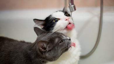 Excessive Thirst in Cats: Causes & Treatment