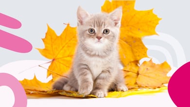 Cat Safety Tips for the Fall