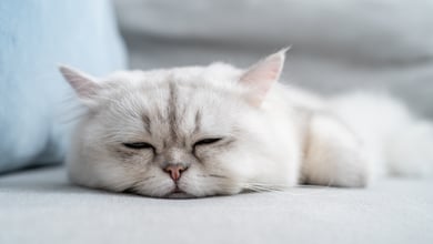 Lethargy in Cats: Causes, Symptoms, & Treatment