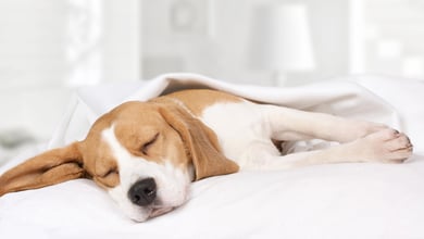 Lethargy in Dogs: When to Seek Veterinary Help