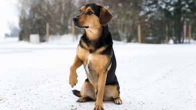 Why Is My Dog Limping? 6 Common Reasons