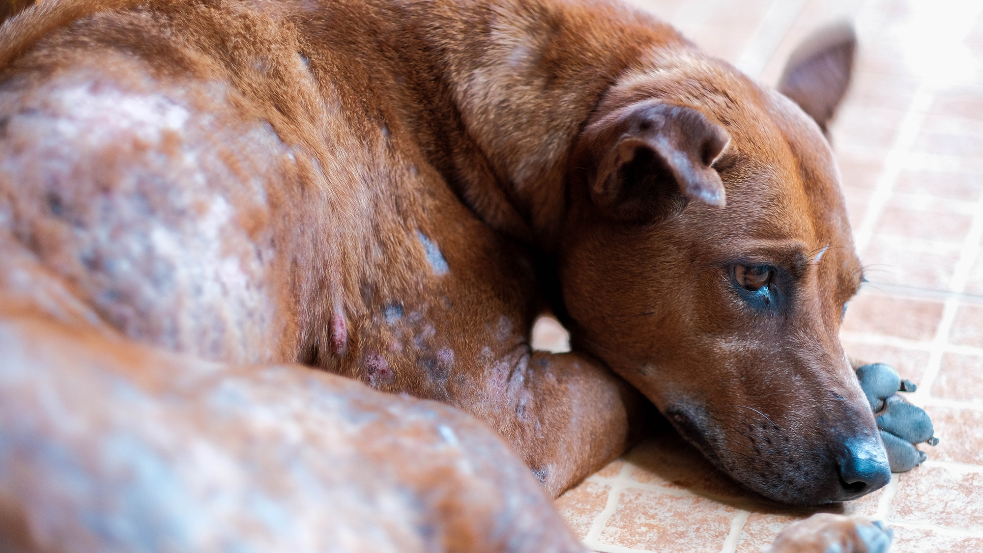 Curing mange in dogs sale