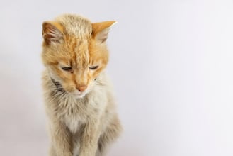 Why Is My Cat Losing Weight? 9 Common Reasons