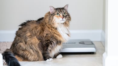 Is My Cat Overweight? A Vet Weighs In