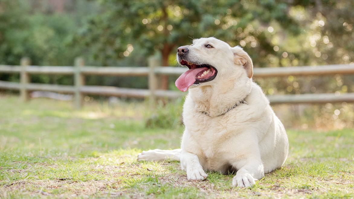 Enlarged Heart in Dogs Causes & Treatment BetterVet