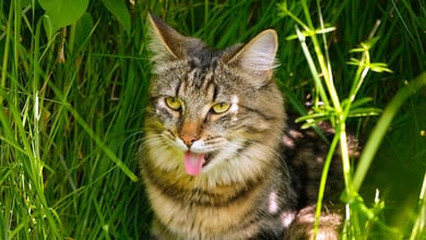 Why Is My Cat Panting? 9 Possible Reasons