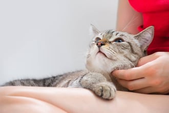 How to Take Care of a Cat: 7 Vet-Recommended Tips