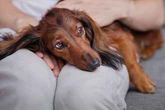 How to Take Care of a Dog: 8 Vet-Recommended Tips