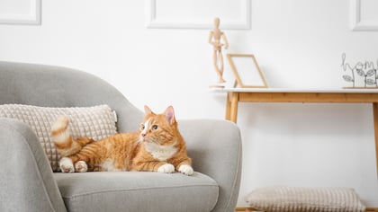 The Top Pet-Friendly Airbnbs in Charlotte, NC