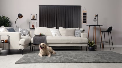The Top Pet-Friendly Airbnbs in Chicago, IL
