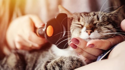 The Top Pet Groomers in Brooklyn, NY