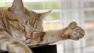 Polydactyl Cat: Facts & Personality Traits