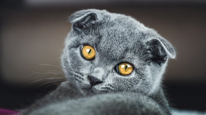 Scottish Fold Cat: Facts & Personality Traits