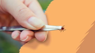 How to Remove a Tick from a Dog: 5 Easy Steps
