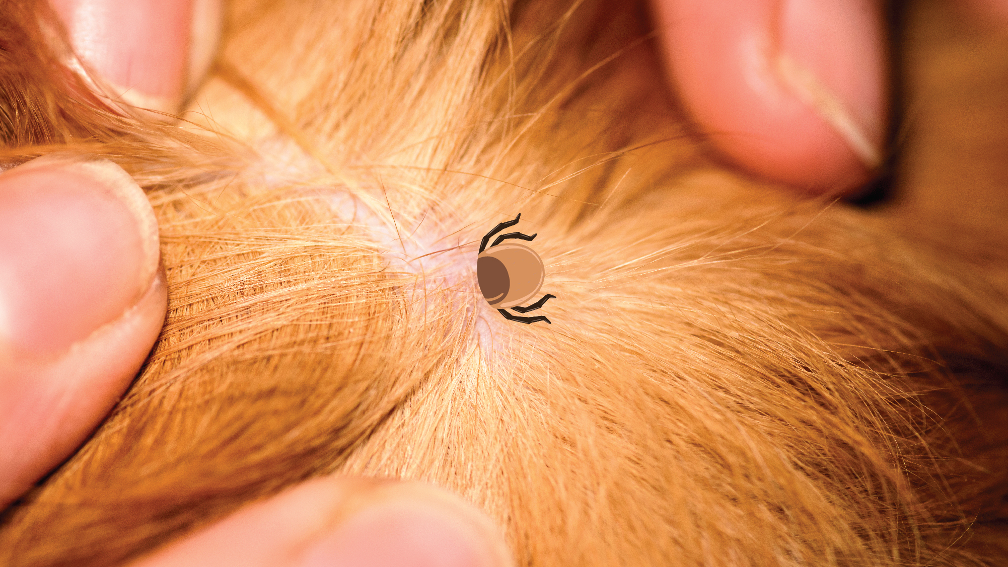 How to Treat a Tick Bite on a Dog BetterVet