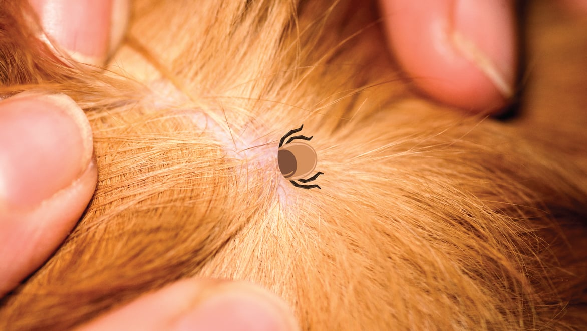 How to Remove a Tick from a Dog 5 Easy Steps BetterVet