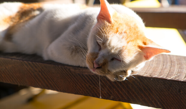 The Cat Sleeps on the Table and Sits UNDER the Table. the Concept