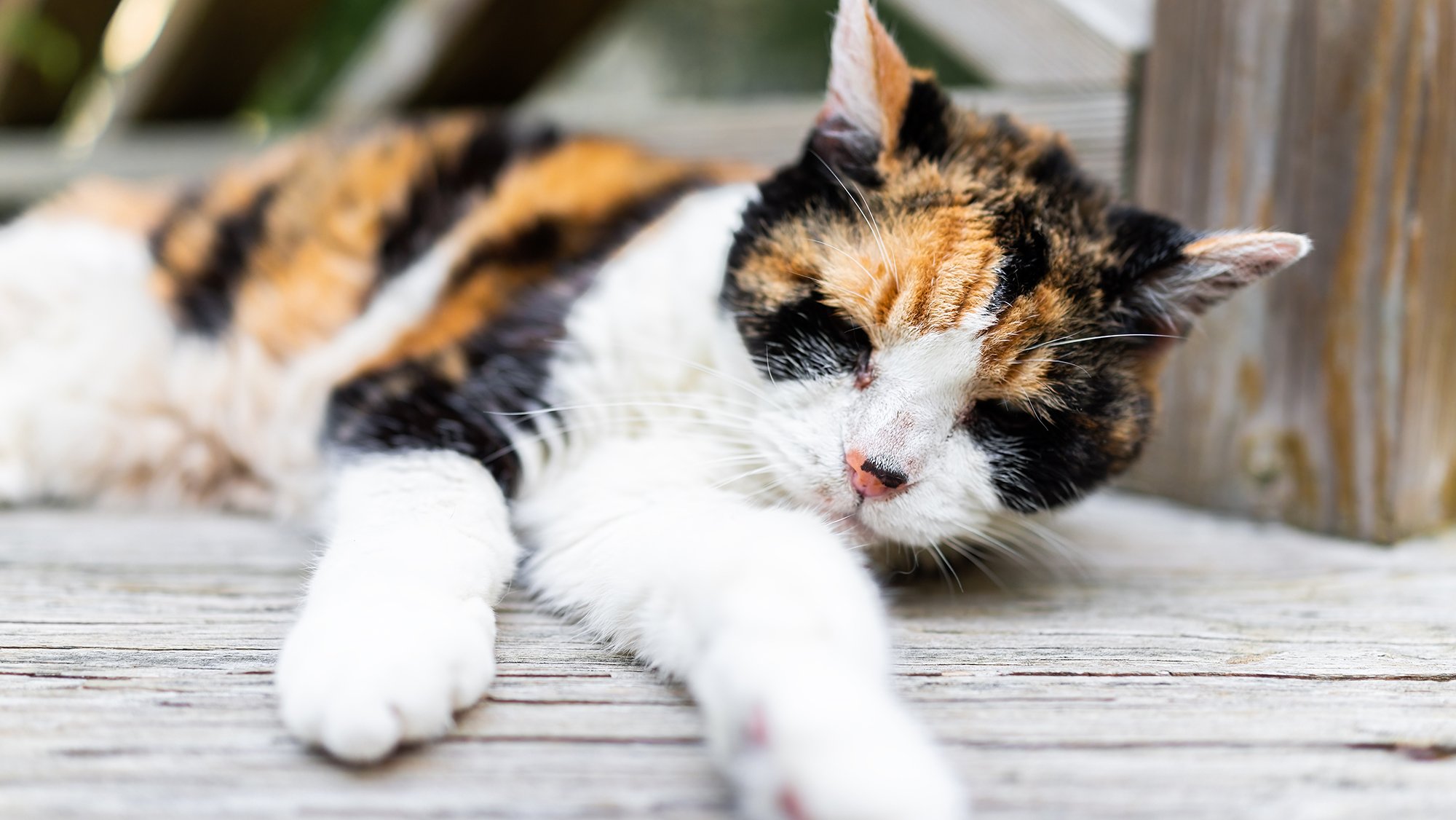 Hyperthyroidism in Cats Symptoms Treatment BetterVet